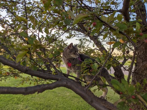 He likes climbing trees